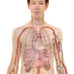 anatomy, man, human, body, skin, organs, schema, biology, teaching, people, science, medicine, nursing, anatomy, anatomy, anatomy, human, body, body, body, body, body, biology, science